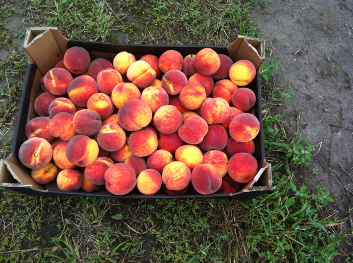 Персики: 11 сильных сортов, которыми гордятся селекционеры
