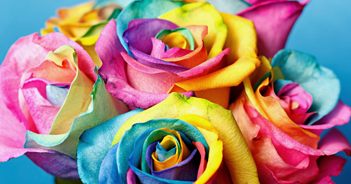 История создания разноцветных роз