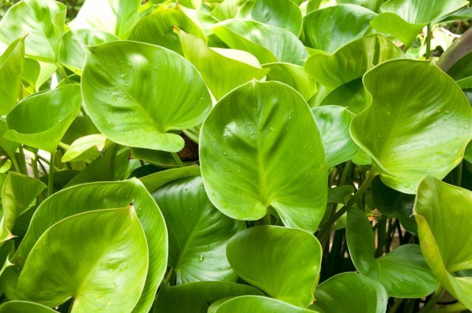 Вьющиеся растения в интерьере: 7 несомненных достоинств — полезные советы и идеи