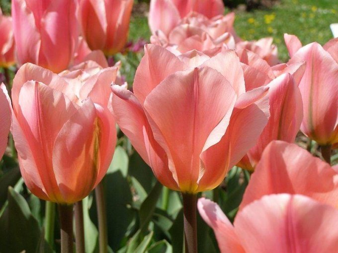 Ботанические тюльпаны: хрупкое чудо весны