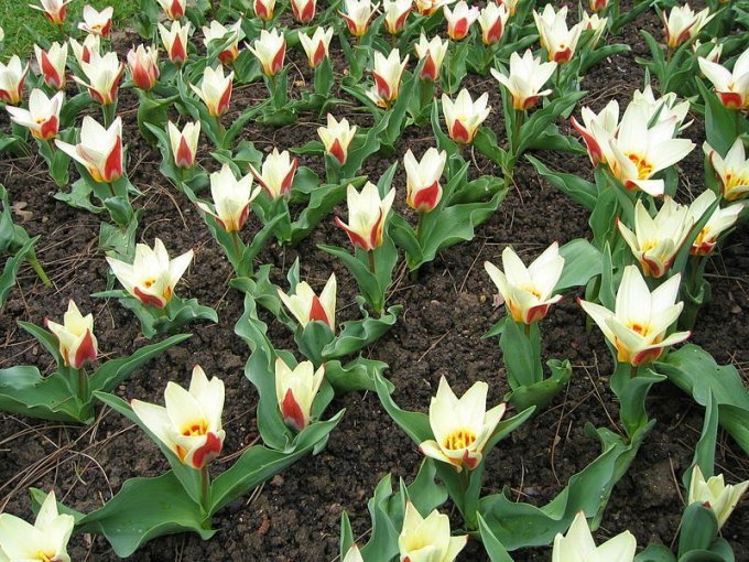 Ботанические тюльпаны: хрупкое чудо весны