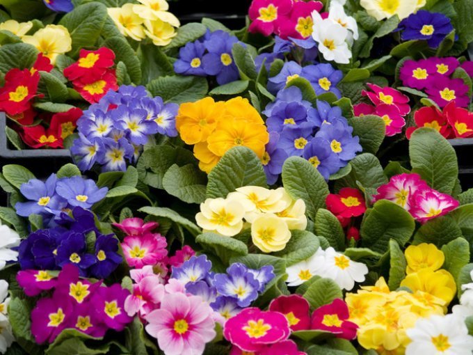 Какие цветы расцветают в апреле: 7 сокровищ клумбы