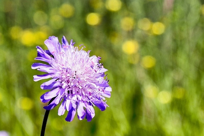 16 видов цветов, которые нужно сеять на рассаду в апреле