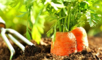 Как правильно сажать морковь: от подготовки до первых всходов