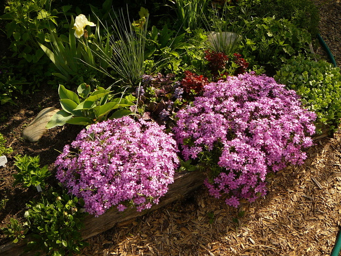 Пышное украшение сада: весенние флоксы