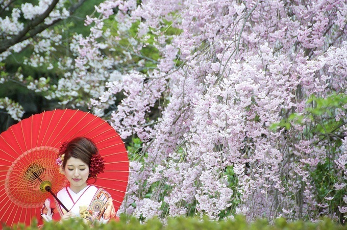 Сегодня в Японии стартовал праздник цветения сакуры