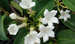 Стефанотис: цветок из букета невесты