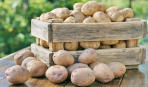 Как правильно хранить картофель в квартире: 5 секретов