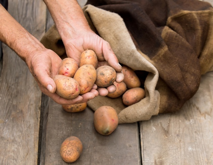 Как дольше хранить картофель в квартире: 5 секретов