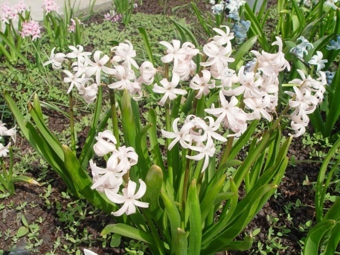 Цветок дождей: гиацинт в саду