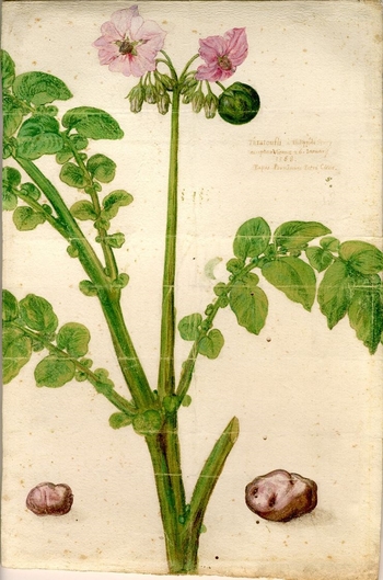 Первое в Европе изображение картофеля. 1588 г.