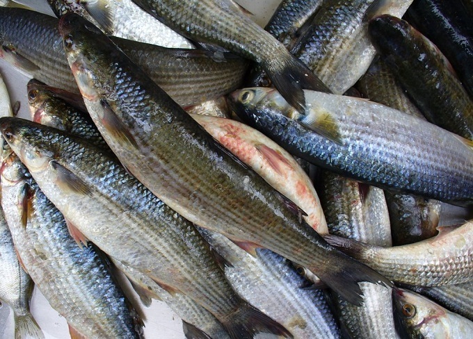 ТОП-5 видов полезной рыбы, которые мы игнорируем