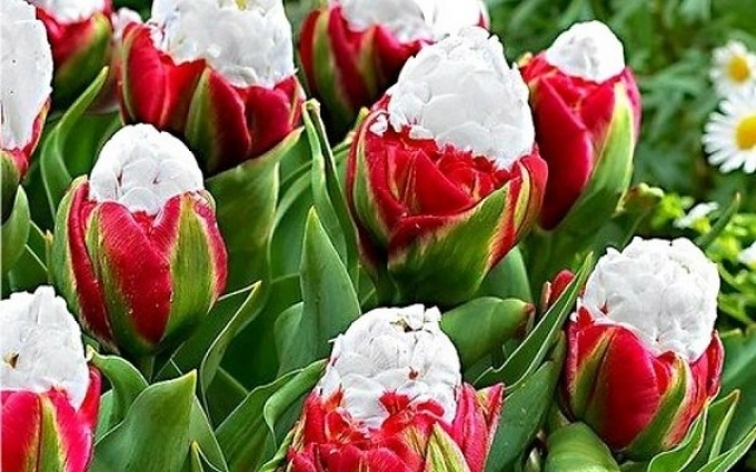 Топ-7 наикрасивейших тюльпанов