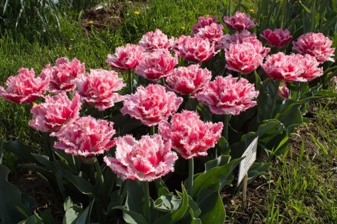 Топ-7 наикрасивейших тюльпанов