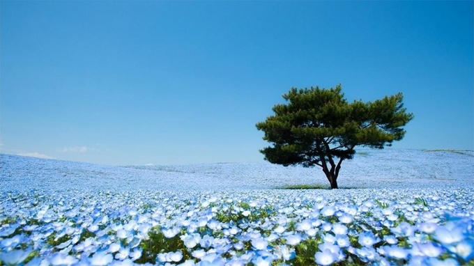 Японский национальный парк Хитачи (фото)