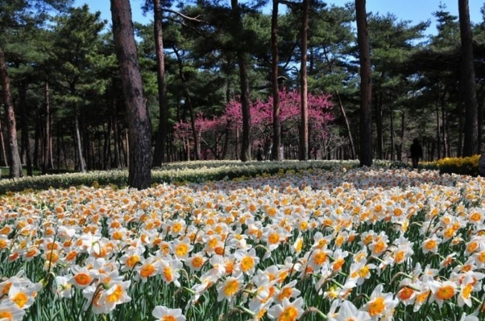 Японский национальный парк Хитачи (фото)