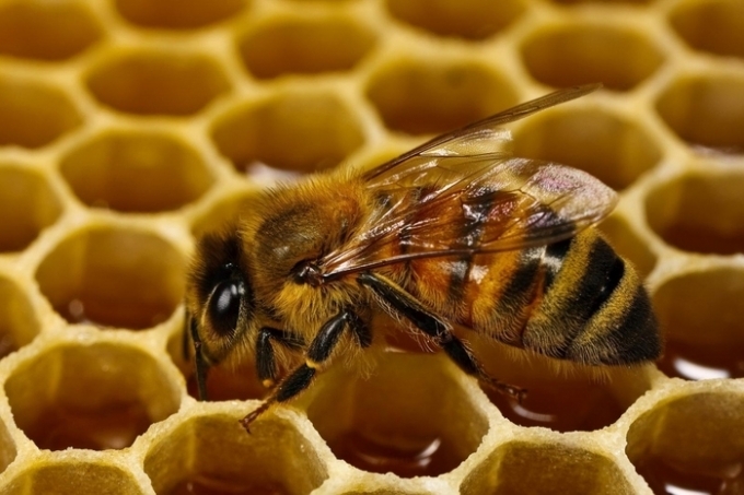 Почему мед может храниться тысячелетия?