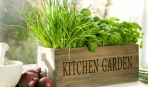 Огород на подоконнике: выращиваем зелень дома (видео)