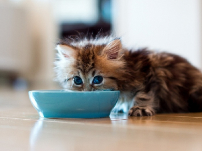 Чим годувати кішку: готовий корм чи натуральне харчування?