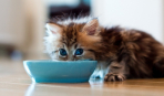 Чем кормить кошку: готовый корм или натуральное питание?
