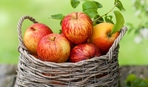 Как сохранить свежие яблоки на зиму