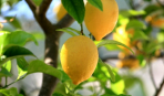 Как вырастить лимон из косточки
