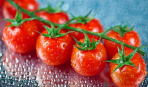 Как вырастить помидоры в цветочных горшках