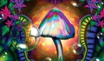 Mushroom power: нехватку солнца компенсируем грибами!