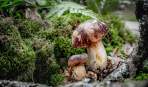 Король леса: белые грибы на вашем столе