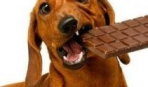 Если собака съела шоколад