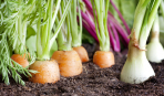 Готовим почву к посадке овощей: правила и советы