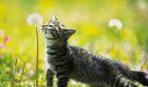 Лекарственные травы для кошки