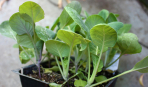 Выращивание рассады капусты с пикировкой