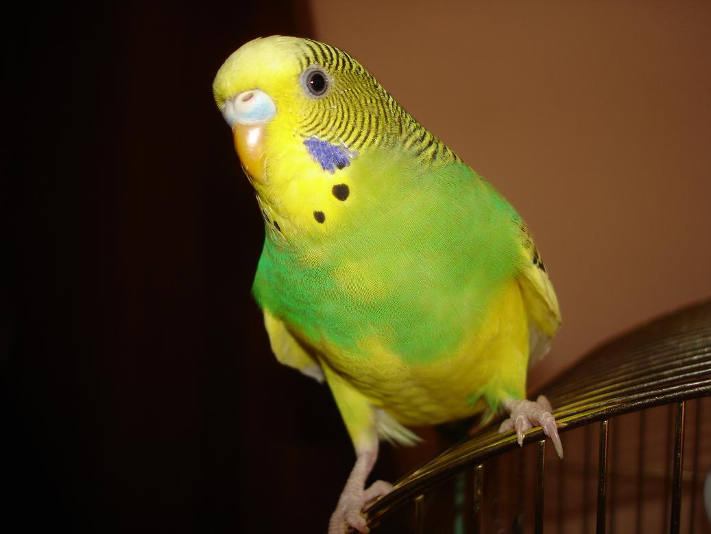 Пение самок волнистого. Волнистый попугайчик зеленый. Попугай зеленый волнистик. Волнистый попугайчик желтый. Волнистый попугайчик желто зеленый.