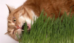 Выращиваем траву для кошек дома