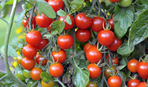 Секреты щедрого урожая: помидоры черри