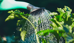 Как поливать растения, чтобы получить хороший урожай