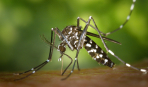 Без химии: 10 народных средств от комаров