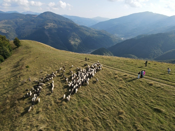 Отара овець на Лисій горі/Фото В. Дячук