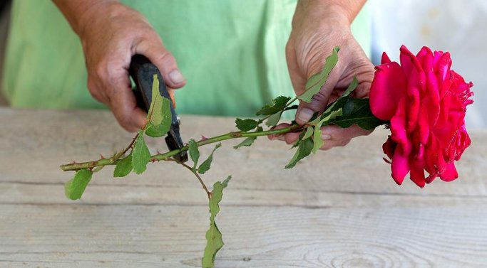 Как размножать розы черенками: 6 секретов успешного садовода