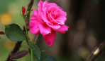 Размножение роз черенками: 6 секретов садовода