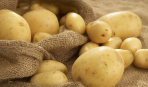 Самые вкусные сорта картофеля в Украине