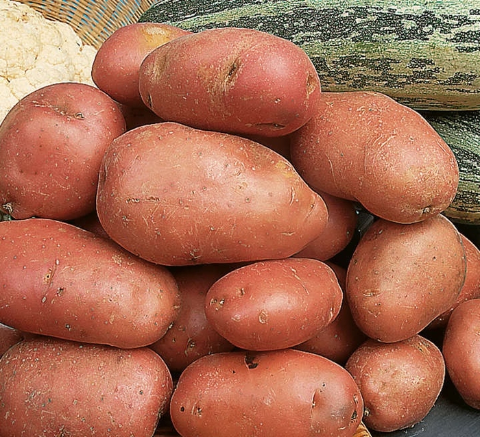 Самые вкусные сорта картофеля в Украине - Smak.ua