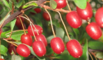 Гуми: полезные свойства чудо-ягоды