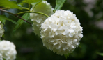 Калина Бульденеж: белоснежное чудо в саду