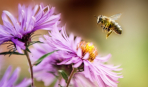 Пчеловодство: азы для начинающих