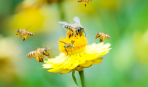 Исцеление от ста болезней: пчелиный подмор и его полезные свойства