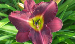 Лилейники в саду: 5 секретов роскошного цветения