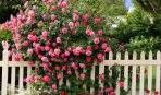 Полуплетистые розы: зимостойкие сорта, цветущие все лето