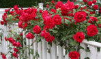 Мелкоцветковые плетистые розы: зимостойкие сорта, цветущие все лето